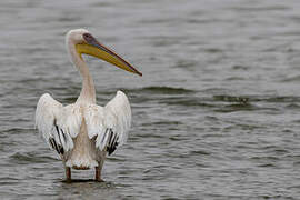 Great White Pelican