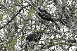 White-throated Piping Guan