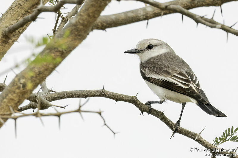 White-rumped Monjita