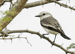 White-rumped Monjita