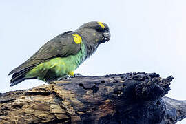 Meyer's Parrot