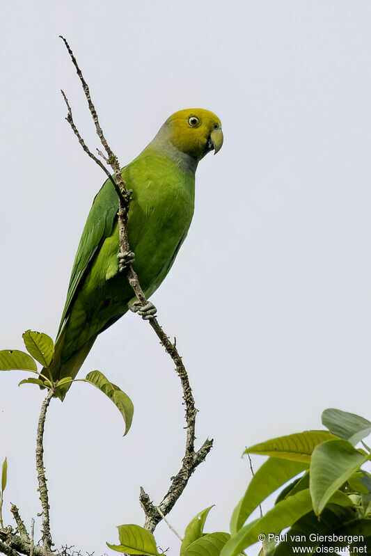 Song Parrotadult