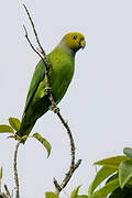 Song Parrot