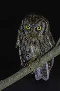 Tropical Screech Owl