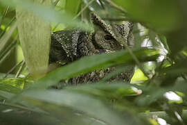 Sunda Scops Owl