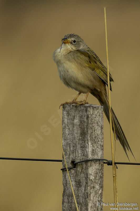 Lesser Grass Finchadult