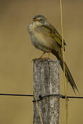 Lesser Grass Finch