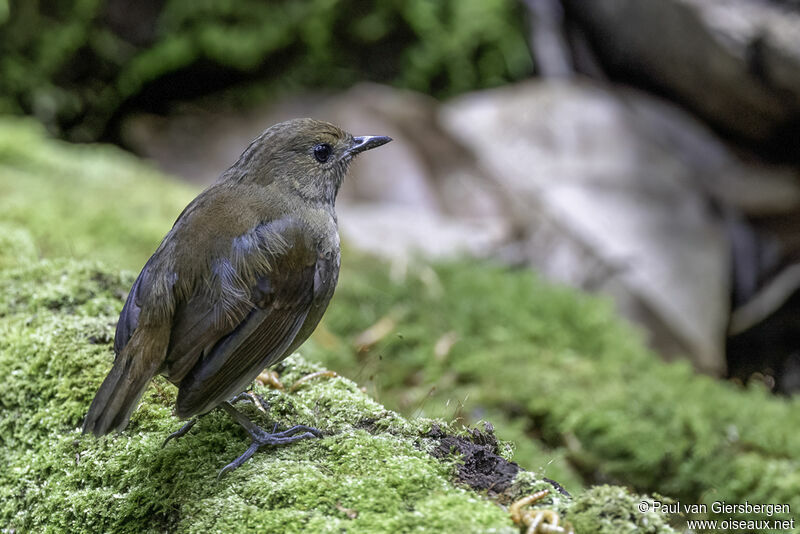 Lesser Shortwing male immature