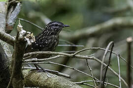 Eyebrowed Wren-Babbler