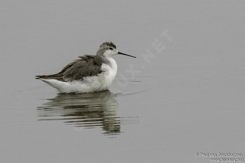 Phalarope de Wilsonadulte