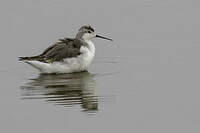 Phalarope de Wilson