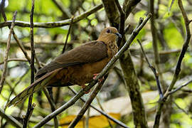 MacKinlay's Cuckoo-Dove