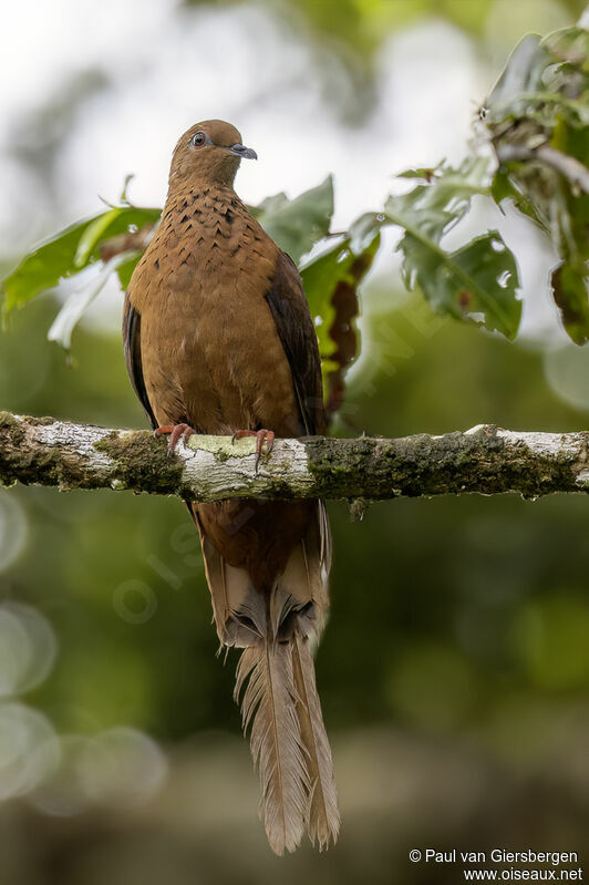 Spot-breasted Cuckoo-Doveadult