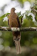 MacKinlay's Cuckoo-Dove