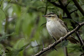 Sedge Warbler