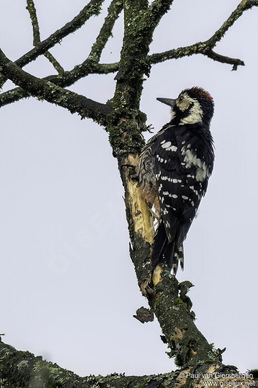 White-backed Woodpeckeradult