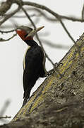 Cream-backed Woodpecker