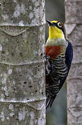 Yellow-fronted Woodpecker