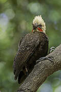 Pale-crested Woodpecker