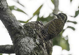 White-spotted Woodpecker