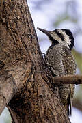 Bearded Woodpecker