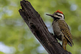 Bearded Woodpecker