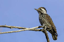 Cardinal Woodpecker