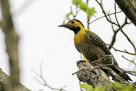 Campo Flicker