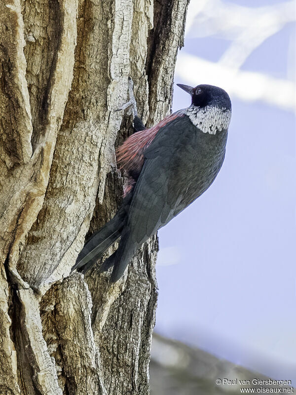 Lewis's Woodpeckeradult