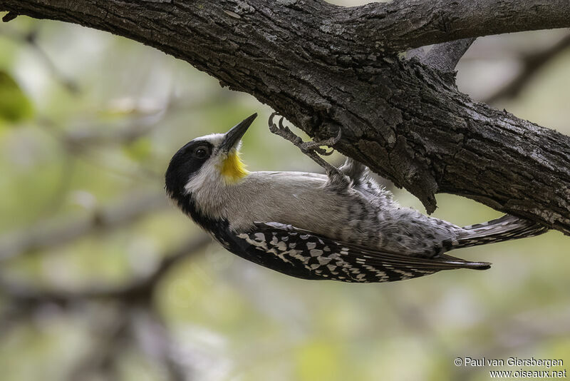 White-fronted Woodpeckeradult