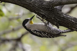 White-fronted Woodpecker