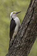 White Woodpecker