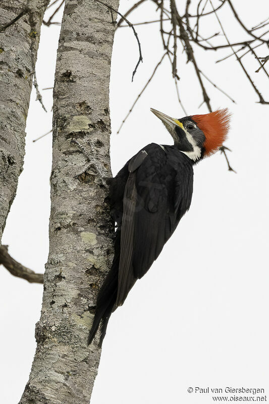 Black-bodied Woodpeckeradult