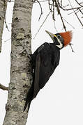 Black-bodied Woodpecker