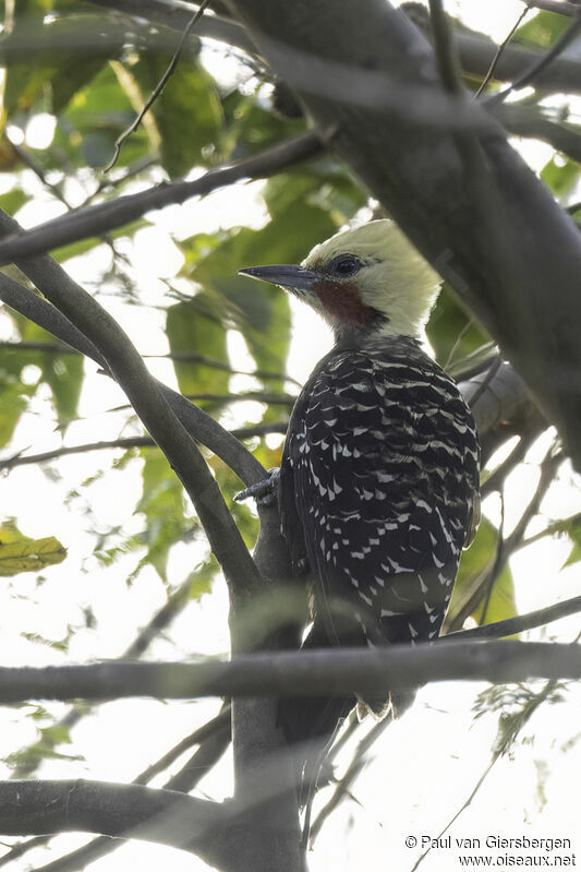 Blond-crested Woodpecker male adult