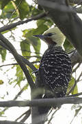 Blond-crested Woodpecker