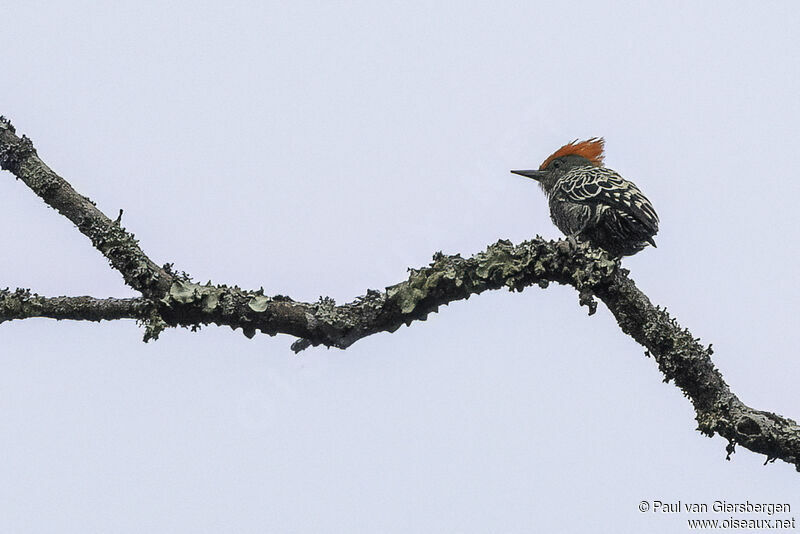 Grey-and-buff Woodpecker male adult