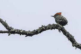 Grey-and-buff Woodpecker