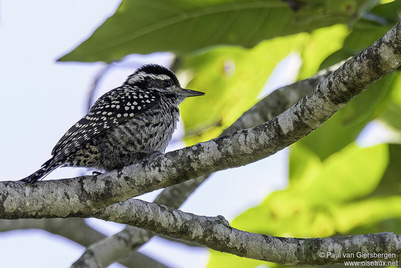 Checkered Woodpecker female adult