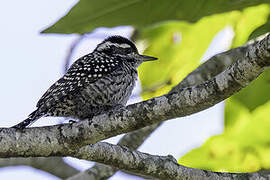 Checkered Woodpecker