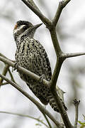 Checkered Woodpecker