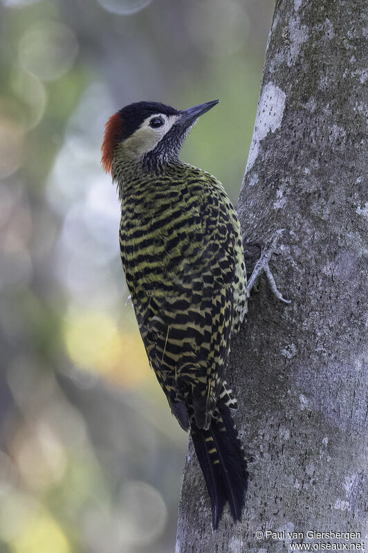 Green-barred Woodpecker female adult