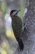 Green-barred Woodpecker