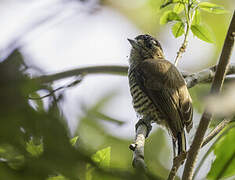 Ochre-collared Piculet