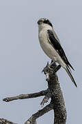 Lesser Grey Shrike