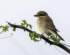 Red-backed Shrike