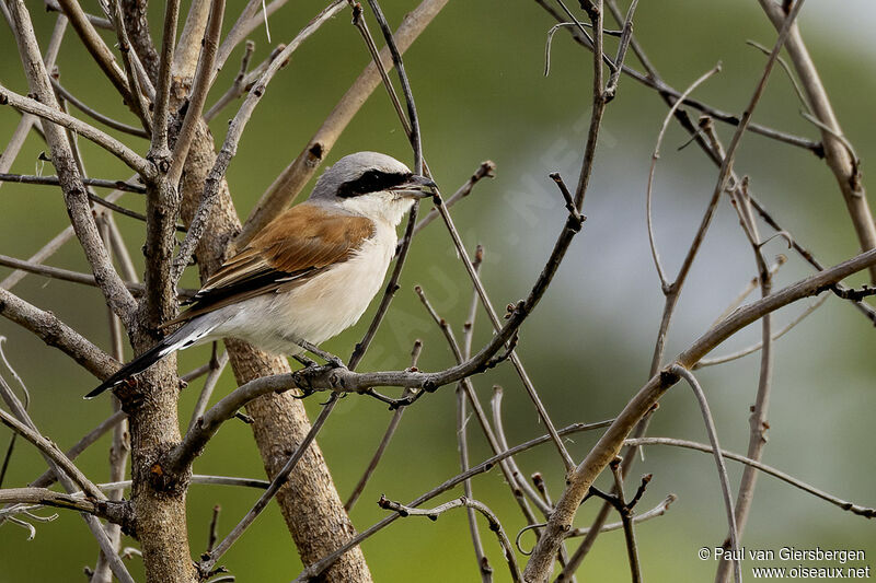 Red-backed Shrikeadult