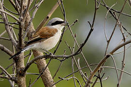 Red-backed Shrike