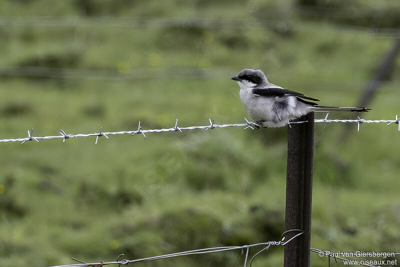 Giant Grey Shrikeadult