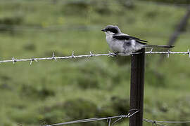 Giant Grey Shrike